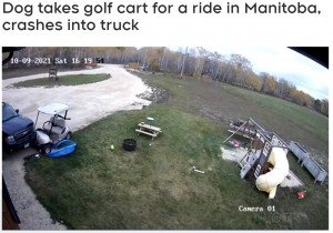 飼い主の車に衝突して停車したゴルフカート（画像は『CTV News Winnipeg　2021年11月2日付「Dog takes golf cart for a ride in Manitoba, crashes into truck」』のスクリーンショット）