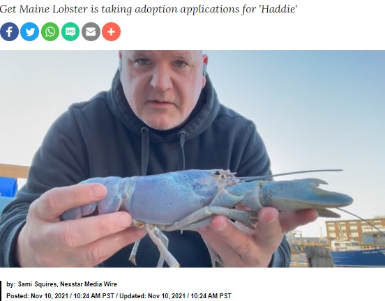 1億分の1というレアなロブスターを見つけたビルさん（画像は『KRON4　2021年11月10日付「Ultra-rare cotton candy lobster caught in Maine: ‘1 in 100 million’ odds」（Images courtesy of Mark Murrell from Get Maine Lobster）』のスクリーンショット）