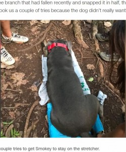 疲れ切っていた犬は、喜んで担架の上に乗って運ばれた（画像は『CNN　2021年11月16日付「A 12-year-old Boy Scout used his skills to rescue a lost couple and their injured dog on a trail in Hawaii」（COURTESY CHRISTINE ＆ DAVID KING）』のスクリーンショット）