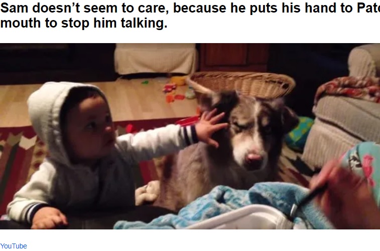 パッチを叩くサム君（画像は『Pulptastic　2021年7月28日付「Dog Shocks Owner By Saying “Mama” Before Baby In Exchange For Treat」（YouTube）』のスクリーンショット）