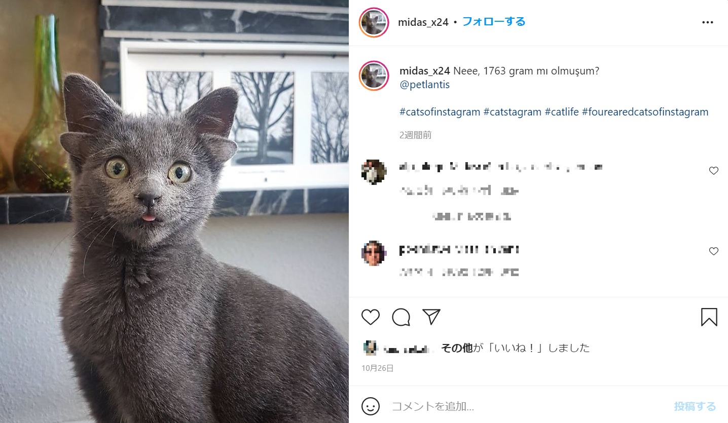 通常の耳に加え、もう1セット小さな耳を持って生まれた猫（画像は『Midas　2021年10月26日付Instagram「Neee, 1763 gram mı olmuşum?」』のスクリーンショット）