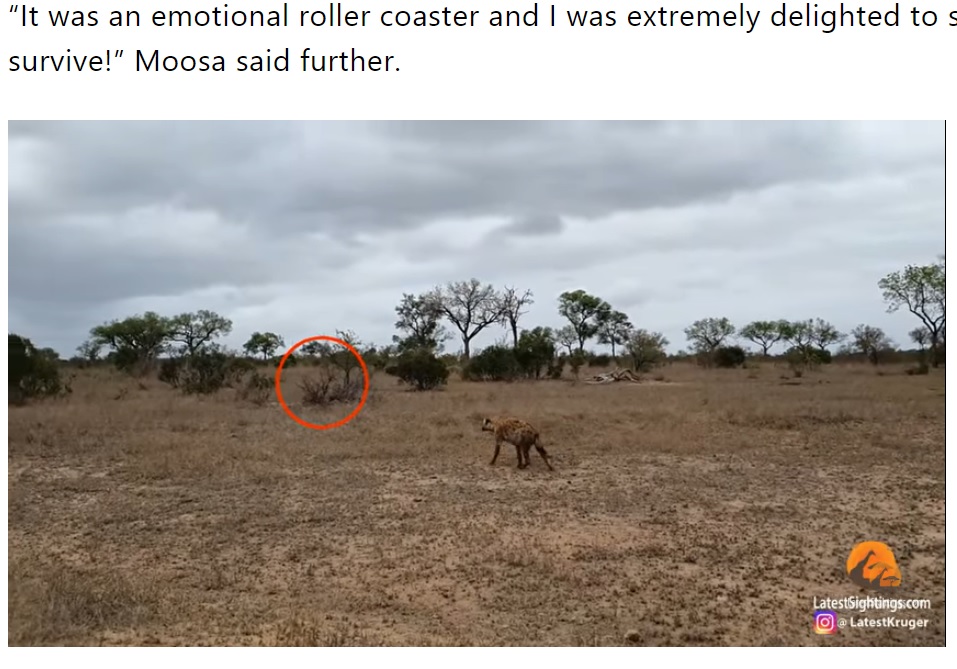 隠れていたヒョウの子どもを見つけたハイエナ（画像は『The South African　2021年11月4日付「Saved by the tree! Leopard cub runs for its life from hyena［video］」（Image: LatestSightings/YouTube）』のスクリーンショット）