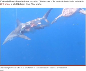 【海外発！Breaking News】共食いで腹部を失ったサメ　そのまま泳ぎ続けるゾンビのような姿に研究者ら驚愕（スペイン）