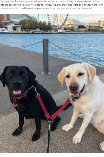 リリー（左）と耳に障がいがあるキンリー（右）（画像は『The Dodo　2021年10月28日付「Dog Always Lets Her Deaf Sister Know When It’s Time For A Walk」（BRIDGET EVANS）』のスクリーンショット）