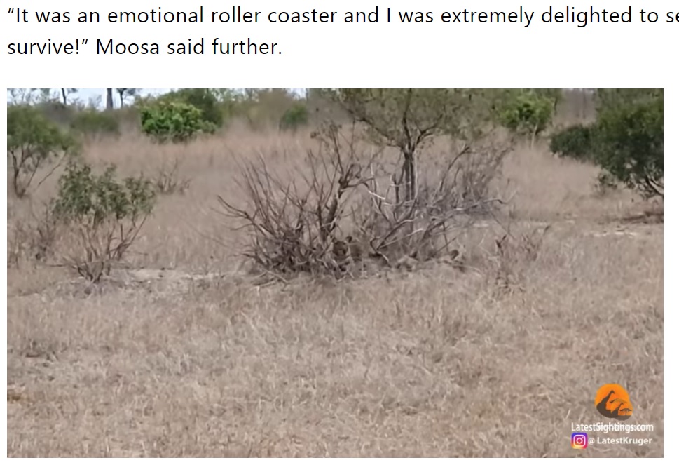 茂みの根元には母親の帰りを待つヒョウの子どもの姿が（画像は『The South African　2021年11月4日付「Saved by the tree! Leopard cub runs for its life from hyena［video］」（Image: LatestSightings/YouTube）』のスクリーンショット）