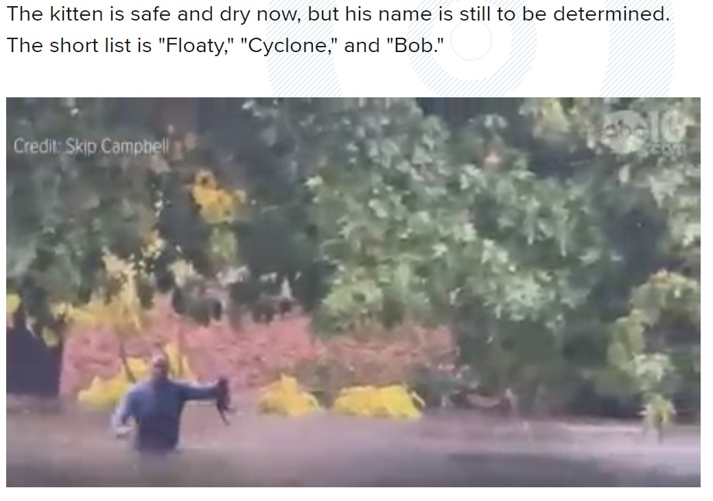 濁流の中に沈みかけていた子猫を無事に救出（画像は『ABC10　2021年10月25日付「WATCH: Sacramento man saves drowning kitten from flooded stream」（Credit: Skip Campbell）』のスクリーンショット）