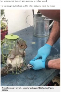ボルトカッターを使ってリスを救助することに（画像は『Metro　2021年11月15日付「Squirrel eats so many nuts he gets stuck in bird feeder」（Picture: RSPCA）』のスクリーンショット）