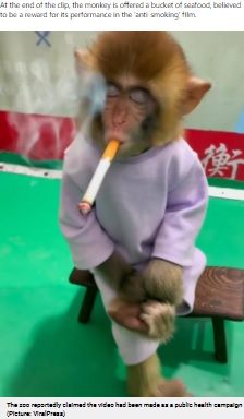 タバコを吸う子ザル（画像は『Metro　2021年11月5日付「Baby monkey forced to smoke cigarette for zoo’s ‘public health campaign’」（Picture: ViralPress）』のスクリーンショット）