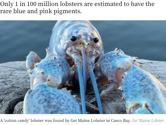 オパールのように美しいコットンキャンディ・ロブスター（画像は『Boston.com　2021年11月9日付「Rare ‘cotton candy’ Lobster found in Maine」（Get Maine Lobster）』のスクリーンショット）
