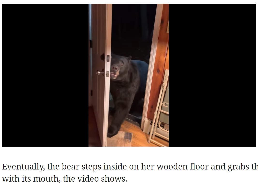 撮影されながらも慣れた様子でドアを閉める（画像は『Miami Herald　2021年11月26日付「‘Close the door sweetie.’ Watch obedient bear show off good manners in New Jersey video」』のスクリーンショット）