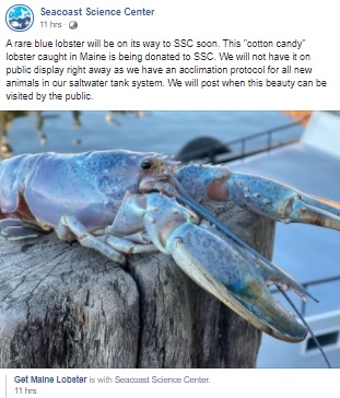シーコースト・サイエンス・センターに寄贈されたハディ（画像は『Seacoast Science Center　2021年11月10日付Facebook「A rare blue lobster will be on its way to SSC soon.」』のスクリーンショット）