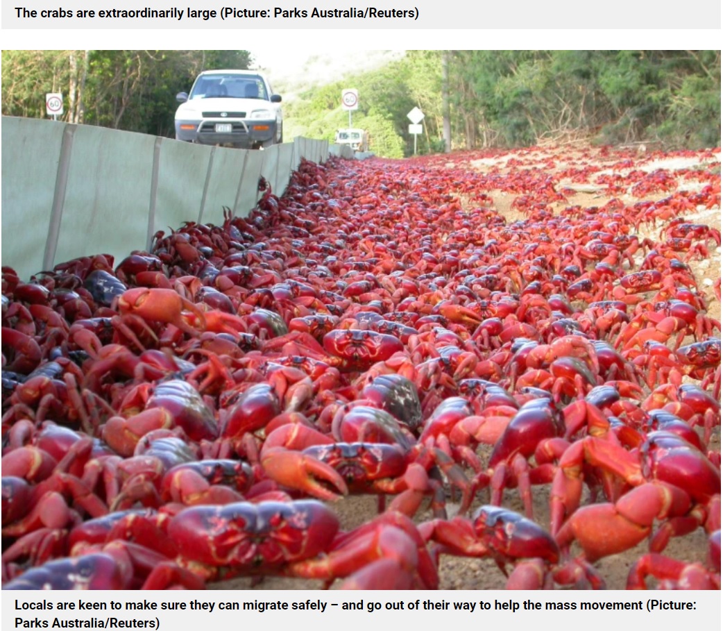 大量のカニで埋め尽くされ真っ赤になった道路（画像は『Metro　2021年11月18日付「Millions of red crabs close roads during stunning migration towards ocean」（Picture: Parks Australia/Reuters）』のスクリーンショット）
