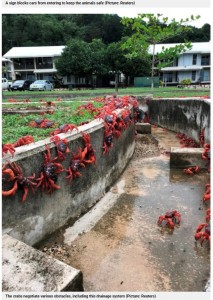 住宅街であろうと関係なく一直線に海へ向かって歩く（画像は『Metro　2021年11月18日付「Millions of red crabs close roads during stunning migration towards ocean」（Picture: Reuters）』のスクリーンショット）
