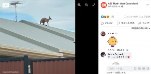 高い場所に登っても比較的落ち着いた様子のカンガルー（画像は『ABC North West Queensland　2021年11月8日付Facebook「‘ROO-DOLPH’ ON THE ROOF!」（Image credit: Paula Boon）』のスクリーンショット）