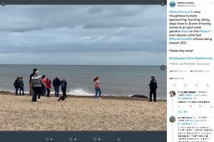 【海外発！Breaking News】浜辺で瀕死のアザラシを群衆が取り囲む　投石や至近距離での自撮りも（英）＜動画あり＞