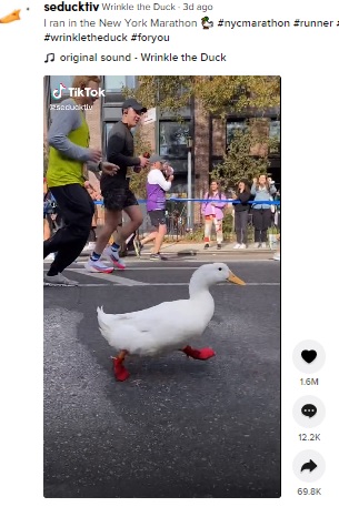 NYシティマラソンに参加したアヒル（画像は『Wrinkle the Duck　2021年11月9日付TikTok「I ran in the New York Marathon」』のスクリーンショット）