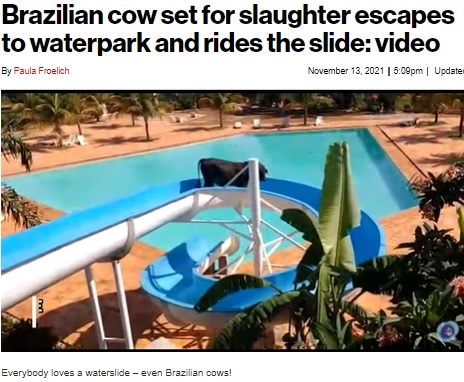 ウォータースライダーを滑る牛（画像は『New York Post　2021年11月13日付「Brazilian cow set for slaughter escapes to waterpark and rides the slide: video」』のスクリーンショット）