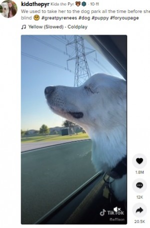 【海外発！Breaking News】大好きな公園に向かうことを知った盲目の犬、その表情を捉えた動画が大反響（米）＜動画あり＞