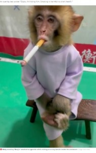 「タバコは有害」と訴えるキャンペーンに使われた子ザル（画像は『The Daily Star　2021年11月5日付「Zoo sparks outrage by forcing baby monkey to take a puff as ‘anti-smoke campaign’」（Image: Viral Press）』のスクリーンショット）