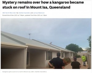 どうやって登ったのか、今も謎に包まれている（画像は『ABC News　2021年11月9日付「Mystery remains over how a kangaroo became stuck on roof in Mount Isa, Queensland」（ABC: Andrew Saunders）』のスクリーンショット）