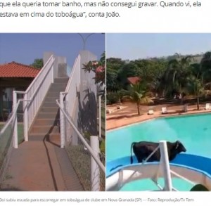 コンクリートの階段を上ってスライダーへ（画像は『G1　2021年11月8日付「Boi subiu escada de concreto antes de escorregar em toboágua; veja imagens」（Foto: Reprodução/Tv Tem）』のスクリーンショット）