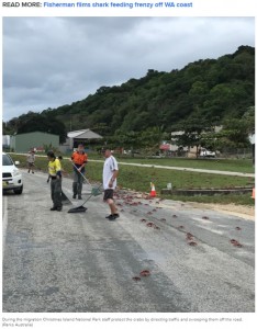 道路に出てきてしまったカニを移動させる人々（画像は『9News　2021年11月17日付「Millions of flame red crabs begin annual migration on Christmas Island」（Parks Australia）』のスクリーンショット）