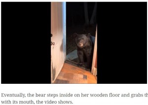 【海外発！Breaking News】「ドアを閉めて」と言われた野生のクマ　ドアノブを使って丁寧に閉める姿に驚き（米）＜動画あり＞