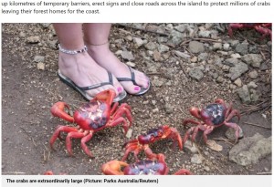 人間の足とほぼ同じ大きさのカニ（画像は『Metro　2021年11月18日付「Millions of red crabs close roads during stunning migration towards ocean」（Picture: Parks Australia/Reuters）』のスクリーンショット）
