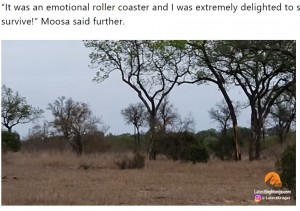 追いつかれてしまう寸前で木に駆け登り、ハイエナの襲撃を免れる（画像は『The South African　2021年11月4日付「Saved by the tree! Leopard cub runs for its life from hyena［video］」（Image: LatestSightings/YouTube）』のスクリーンショット）