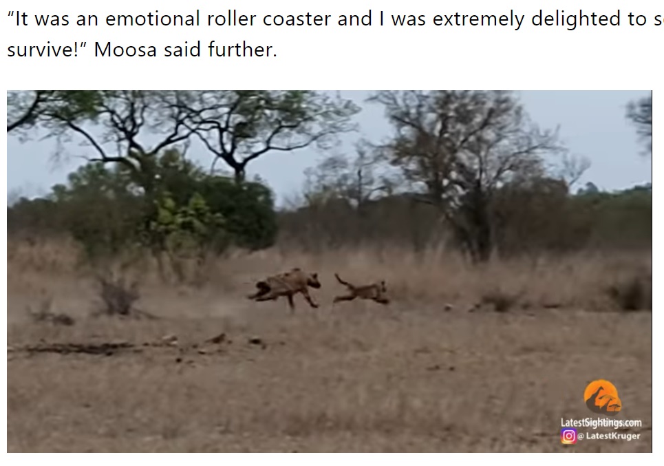 ハイエナに居場所がばれて逃げ出すヒョウの子ども（画像は『The South African　2021年11月4日付「Saved by the tree! Leopard cub runs for its life from hyena［video］」（Image: LatestSightings/YouTube）』のスクリーンショット）