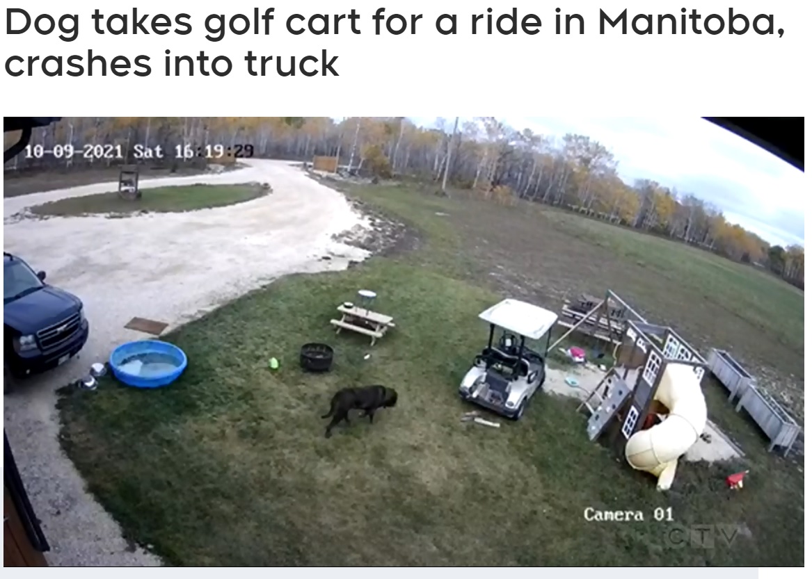 雨をしのげる場所を探していた犬は…（画像は『CTV News Winnipeg　2021年11月2日付「Dog takes golf cart for a ride in Manitoba, crashes into truck」』のスクリーンショット）