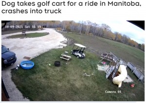 電源を切り忘れたゴルフカートが動き出す（画像は『CTV News Winnipeg　2021年11月2日付「Dog takes golf cart for a ride in Manitoba, crashes into truck」』のスクリーンショット）