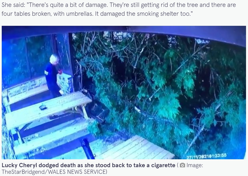 シェリルさんの目の前に倒れた大木（画像は『Mirror　2021年11月27日付「Pub owner narrowly misses death as tree collapses while she smoked outside」（Image: TheStarBridgend/WALES NEWS SERVICE）』のスクリーンショット）