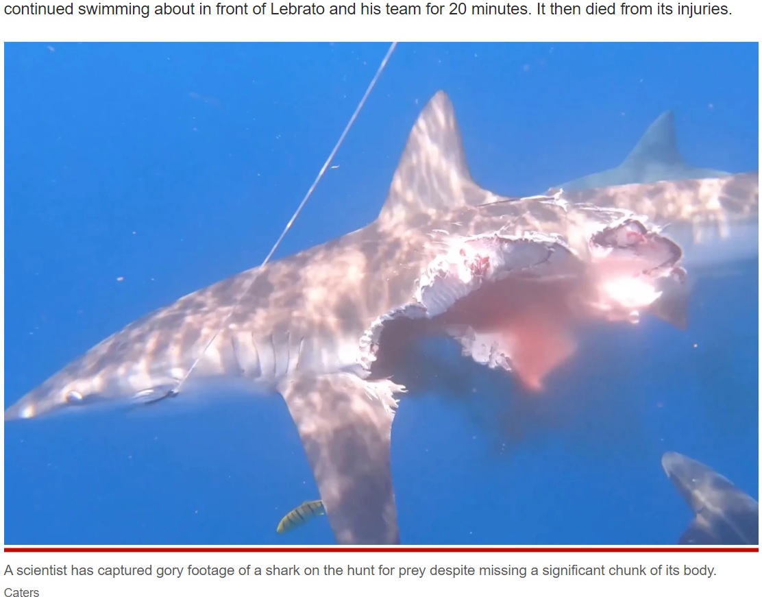 背中の皮1枚で繋がっている状態で泳ぐサメ（画像は『New York Post　2021年11月24日付「‘Cannibal sharks’: ‘Half-eaten’ zombie shark still hunts for prey in video」（Caters）』のスクリーンショット）