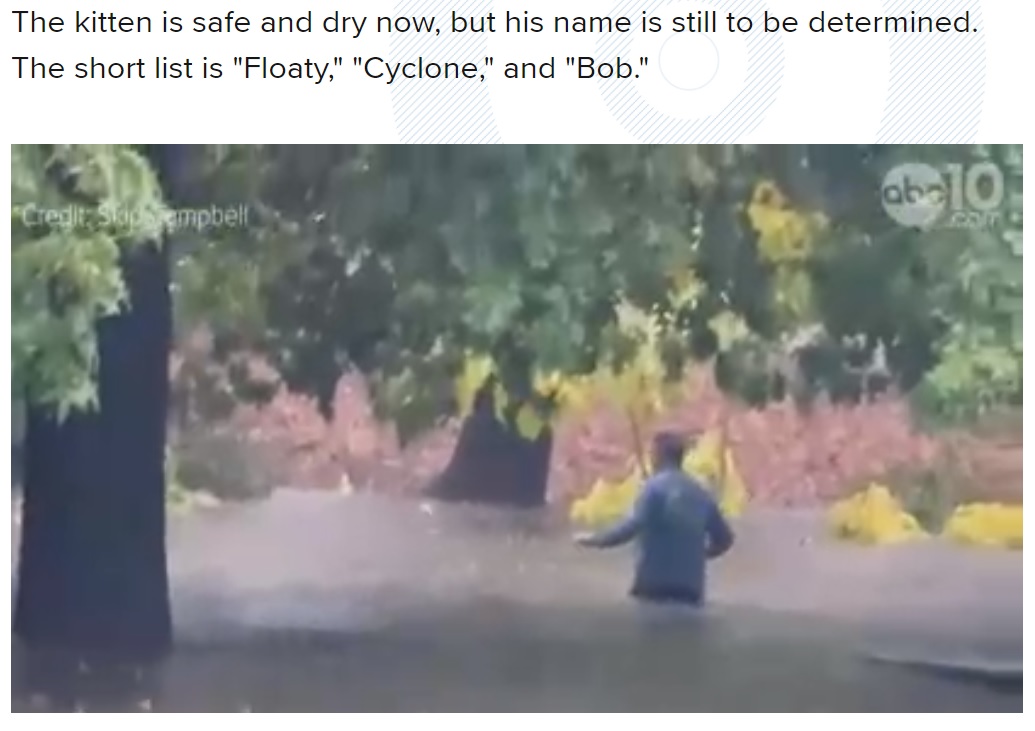 濁流を突き進んでいくスキップさん（画像は『ABC10　2021年10月25日付「WATCH: Sacramento man saves drowning kitten from flooded stream」（Credit: Skip Campbell）』のスクリーンショット）