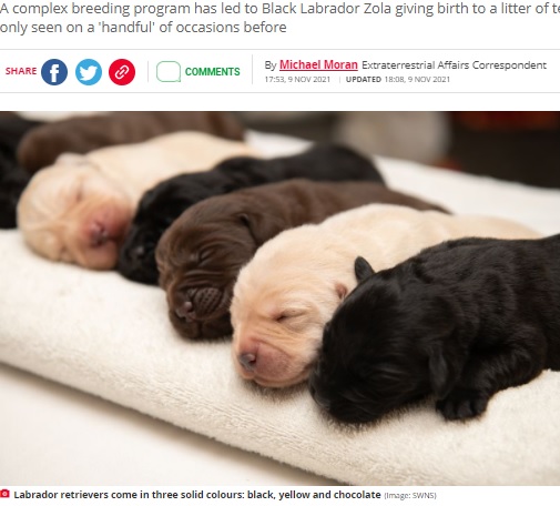 ブラック・イエロー・チョコレートの3色の子犬（画像は『The Daily Star　2021年11月9日付「Labrador gives birth to incredibly rare litter of yellow, chocolate and black pups」（Image: SWNS）』のスクリーンショット）