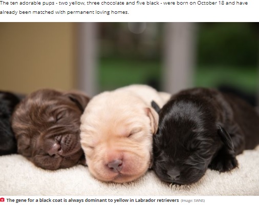 ゾラが産んだ3色のきょうだいたち（画像は『The Daily Star　2021年11月9日付「Labrador gives birth to incredibly rare litter of yellow, chocolate and black pups」（Image: SWNS）』のスクリーンショット）