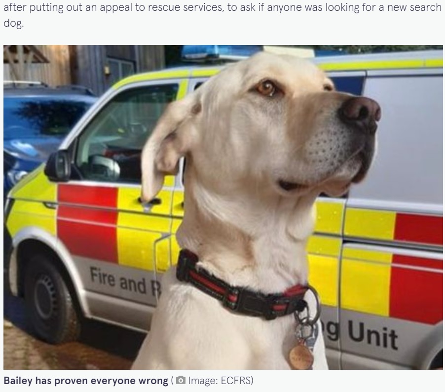 災害救助犬としての活躍が期待される元野良犬（画像は『The Mirror　2021年11月25日付「Stray Labrador deemed “rude and stubborn” becomes expert fire service search dog」（Image: ECFRS）』のスクリーンショット）