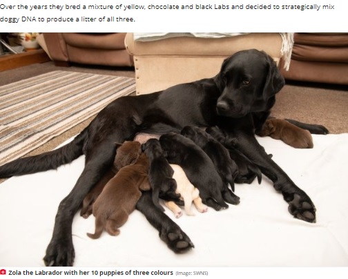 母犬ゾラと子犬たち（画像は『The Daily Star　2021年11月9日付「Labrador gives birth to incredibly rare litter of yellow, chocolate and black pups」（Image: SWNS）』のスクリーンショット）