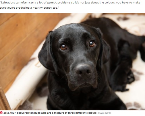 10匹を産んだ4歳の母犬ゾラ（画像は『The Daily Star　2021年11月9日付「Labrador gives birth to incredibly rare litter of yellow, chocolate and black pups」（Image: SWNS）』のスクリーンショット）
