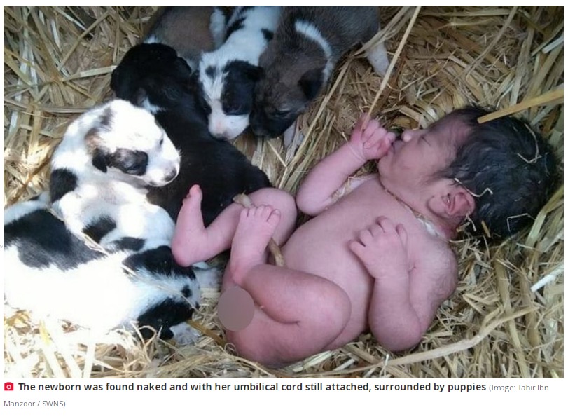 その場には野良犬の母子が寄り添っていた（画像は『The Daily Star　2021年12月22日付「Abandoned newborn baby rescued by litter of puppies that kept her warm through the night」（Image: Tahir Ibn Manzoor / SWNS）』のスクリーンショット）