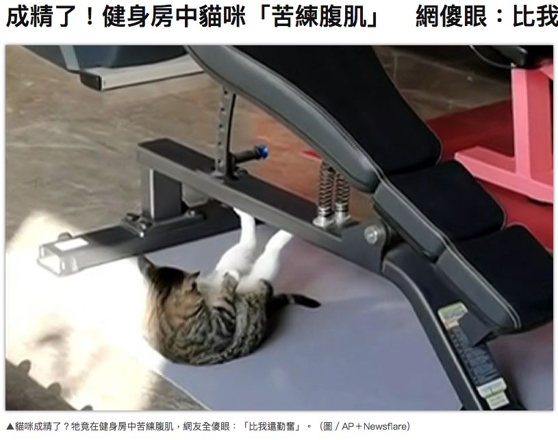 ジムで腹筋に励む猫（画像は『NOWnews今日新聞　2021年12月1日付「成精了！健身房中貓咪「苦練腹肌」　網傻眼：比我還勤奮」（圖/AP＋Newsflare）』のスクリーンショット）