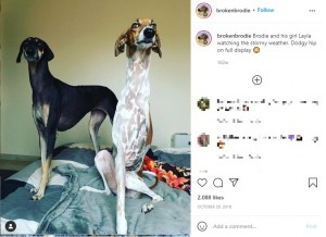 他の犬に比べて圧倒的に首の長さが目立っているブロディ（画像は『Broken Brodie　2018年10月20日付Instagram「Brodie and his girl Layla watching the stormy weather.」』のスクリーンショット）