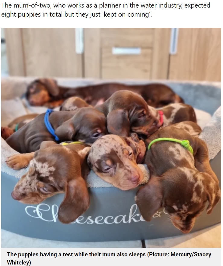 規格外の出産だったが、全員が元気に育っているという（画像は『Metro　2021年11月30日付「Cheesecake the dachshund gives birth to 10 puppies - double the average for her breed」（Picture: Mercury/Stacey Whiteley）』のスクリーンショット）