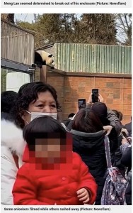逃げ出そうとするパンダを撮影する来園客ら（画像は『Metro　2021年12月16日付「Giant panda escapes zoo enclosure but is lured back with lunch」（Picture: Newsflare）』のスクリーンショット）