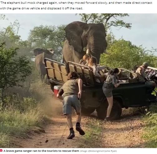 怒りに満ちたオスのゾウに襲われたサファリカー（画像は『The Daily Star　2021年11月30日付「Sex-crazed elephant attacks safari car and rams it off road as students run in terror」（Image: ＠ItsGoingViral1/Jamie Pyatt）』のスクリーンショット）