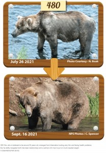 今年の「ファットベア・ウィーク」チャンピオンになった“オーティス”（画像は『NPR　2021年10月6日付「Fat Bear Week has a champion: All hail 480 Otis」（N. Boak/National Park Service）』のスクリーンショット）