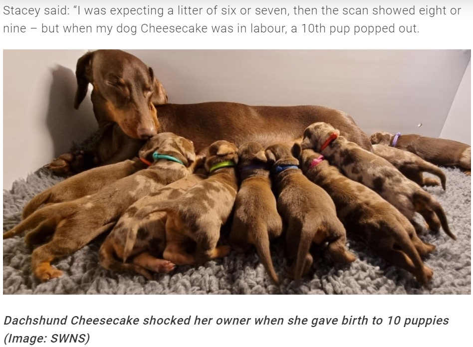10匹の出産を終え、今度は10匹の子育てに奮闘した（画像は『TeamDogs　2021年11月23日付「Dachshund has supersized litter of 10 puppies born as small as mice」（Image: SWNS）』のスクリーンショット）