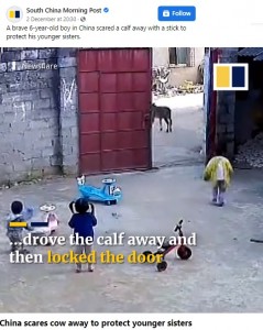 幼い妹たちを守るため、牛を追い払う6歳の兄（画像は『South China Morning Post　2021年12月2日付Facebook「A brave 6-year-old boy in China scared a calf away with a stick to protect his younger sisters.」』のスクリーンショット）