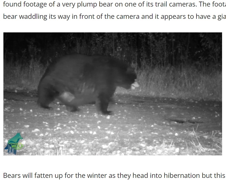 お腹が地面につきそうなほど肥えたクマ（画像は『OnFocus News　2021年12月1日付「GIANT BEAR MAKES APPEARANCE IN NORTHERN MINNESOTA」』のスクリーンショット）